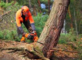 Professional  Tree Services in Lillington, NC