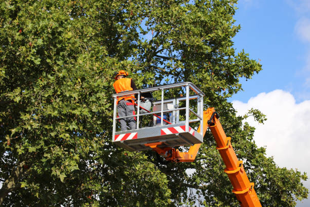 Why Choose Our Tree Removal Services in Lillington, NC?